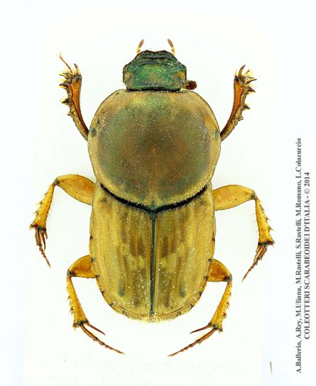 Euoniticellus fulvus, maschio